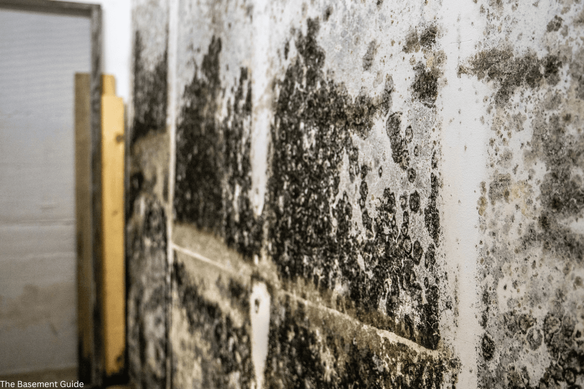 Basement mold on foundation wall